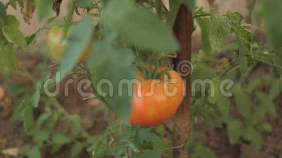 温室里的黄色番茄种子改变重点视频的预览图