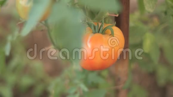 温室里的黄色番茄种子改变重点视频的预览图