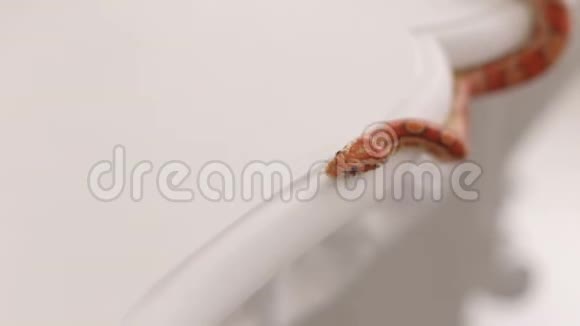 五颜六色的橙色蛇爬在白色的桌子上视频的预览图