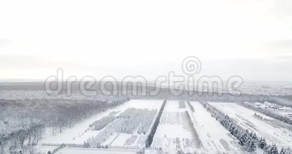 林业雪树和树枝以观赏冬林冬天的风景森林覆盖着霜冻的树木视频的预览图