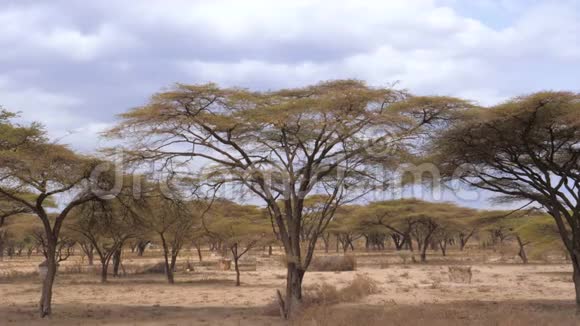 森林美丽的相思树生长在干旱的非洲草原肯尼亚4K视频的预览图