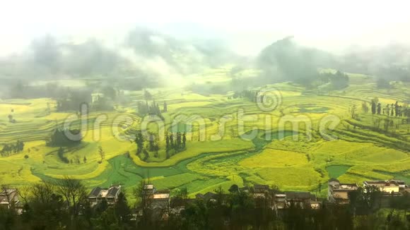 在中国罗平与雾在早晨的油菜田视频的预览图