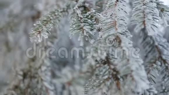 冬天的雪松树圣诞场景满是霜冻仙境的岩枝树枝上的雪冬天的心情视频的预览图