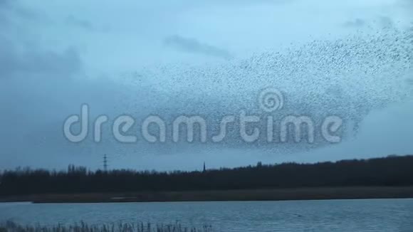 英国大片的海水上的鸟鸣声视频的预览图