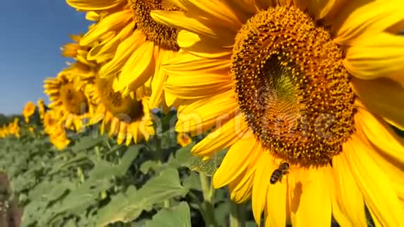 蜜蜂慢动作地工作向日葵视频的预览图