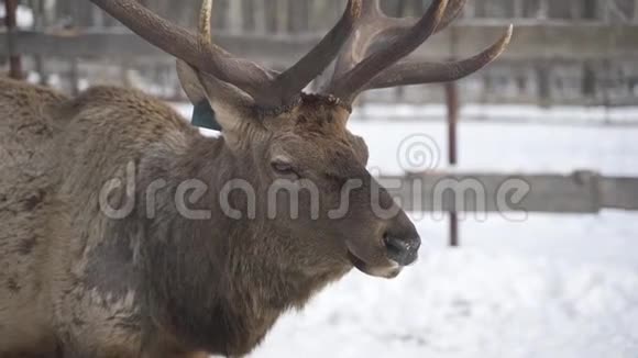 真正的大鹿马拉在雪地公园的背景下特写视频的预览图
