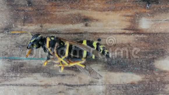 黄蜂对驱虫剂的反应雾化消灭昆虫黄蜂之死视频的预览图