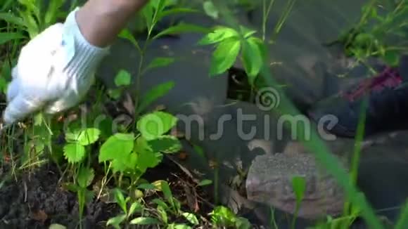 中年妇女在她的花园里工作园丁给他的床除草视频的预览图