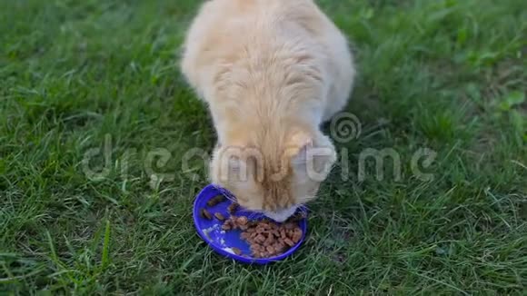一只猫从草坪上的花园里的碗里吃东西视频的预览图