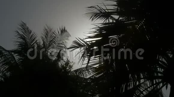阳光下棕榈树的叶子视频的预览图