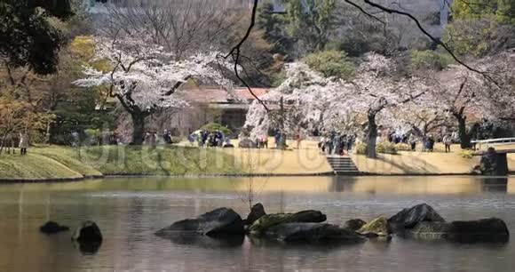 东京KowishikawaKourakuen公园樱花手持长镜头视频的预览图
