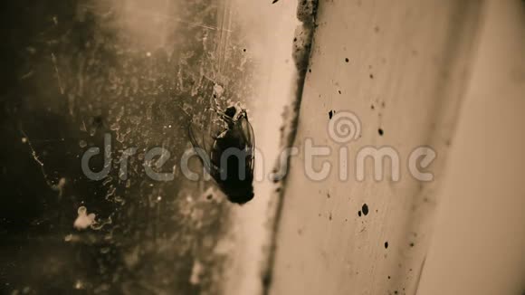 肮脏的昆虫坐在废弃建筑的窗户上贫穷和无助视频的预览图