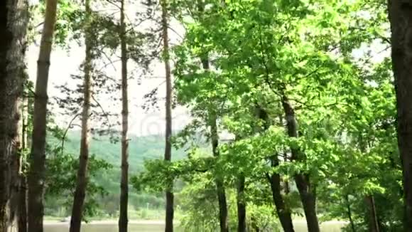 山湖岸边的橡树林闭合远距离射击视频的预览图