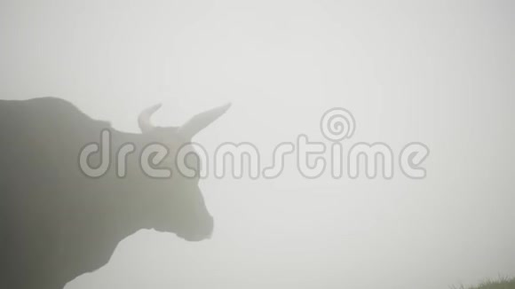 牛群在云雾中吃草的剪影视频的预览图