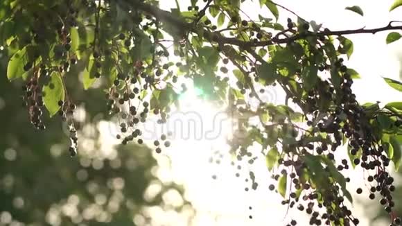 美丽的树与黑色浆果与阳光视频的预览图