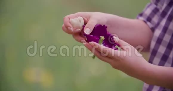 白紫郁金香雄蕊研究视频的预览图
