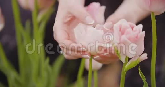 白紫郁金香雄蕊研究视频的预览图
