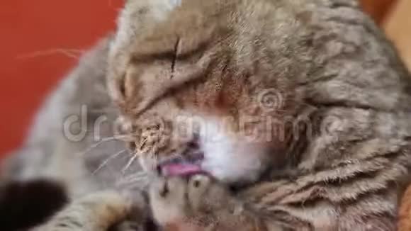 苏格兰折叠猫躺在床上舔自己视频的预览图