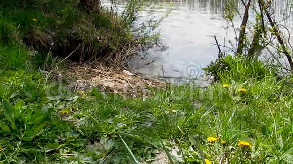 池塘岸边的蒲公英15视频的预览图