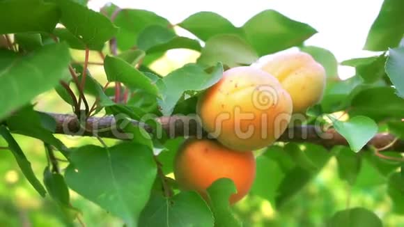 果园里成熟的杏子视频的预览图