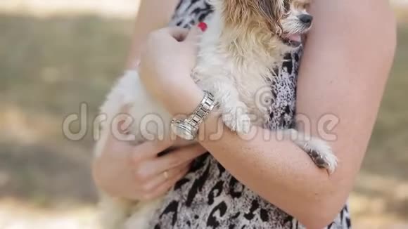 女士手臂上的小毛狗和快乐的户外活动视频的预览图