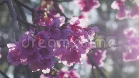 粉红色的花朵在花园里绽放阳光灿烂视频的预览图