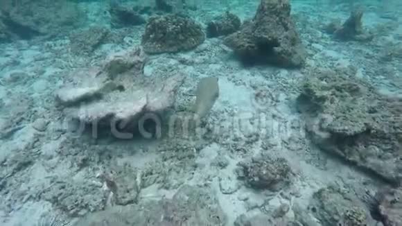 珊瑚中的鱼群视频的预览图