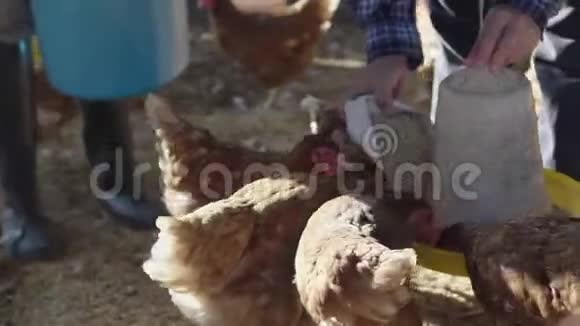 农场里的农民们正在喂母鸡视频的预览图