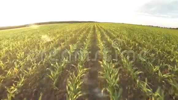 种植玉米玉米的小芽飞越玉米视频的预览图