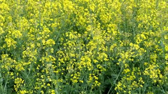 生长的黄花用于石油生产的农业作物视频的预览图