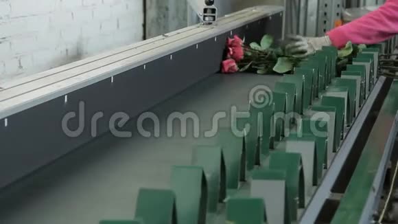 工厂里的传送带上放着一束粉红色的玫瑰花视频的预览图