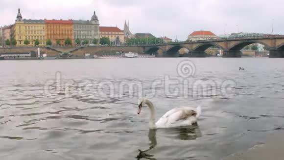 在布拉格阴天的春天野天鹅在河上游泳视频的预览图