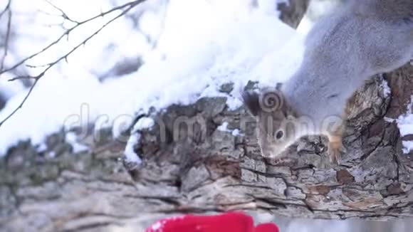 松鼠手拿食物的特写镜头松鼠在冬天从公园里的人手里拿食物食物视频的预览图