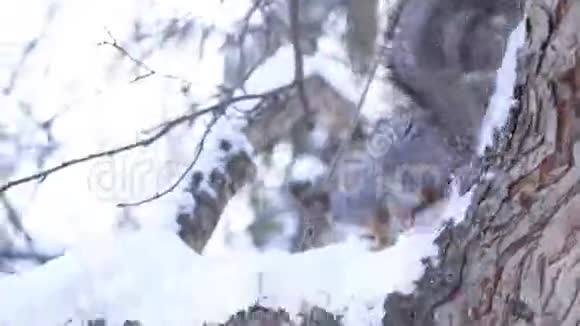 松鼠手拿食物的特写镜头松鼠在冬天从公园里的人手里拿食物食物视频的预览图