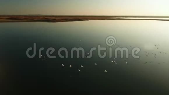 许多鸟在日落时在湖上飞翔射击一群野鸭在深蓝色上空飞翔视频的预览图