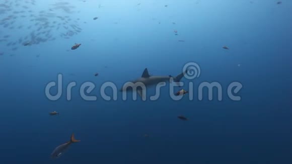 太平洋水下学校鱼背景上的大鲨鱼视频的预览图
