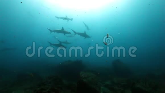 锤头鲨在海底寻找阳光的食物背景视频的预览图