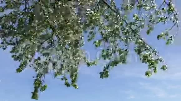 树在风中飘扬视频的预览图
