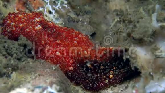 苏拉威西莱姆贝海峡珊瑚上的红黑丝虫视频的预览图