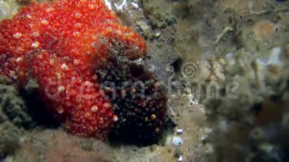 苏拉威西莱姆贝海峡珊瑚上的红黑丝虫视频的预览图