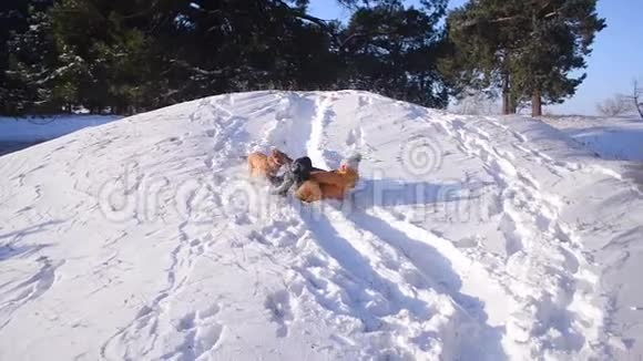 女孩在冬天的雪地公园里和狗玩得很开心少女和狗在雪橇上滑下山阳光明媚霜冻视频的预览图