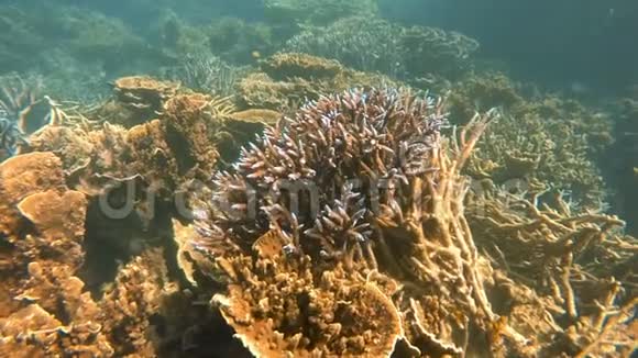 可爱的蓝尖珊瑚礁视频的预览图