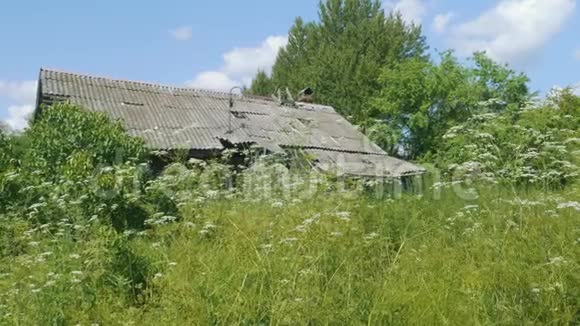 在茂密的绿草灌木丛中有奴隶般屋顶的废弃房子的景色视频的预览图