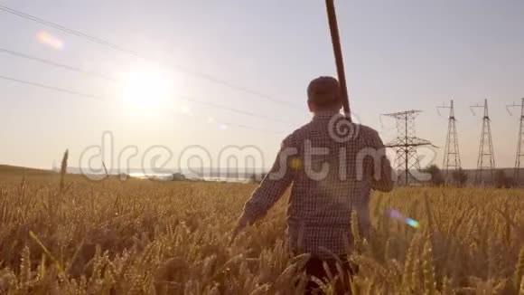 4K日出时一个农夫从一片麦田经过视频的预览图