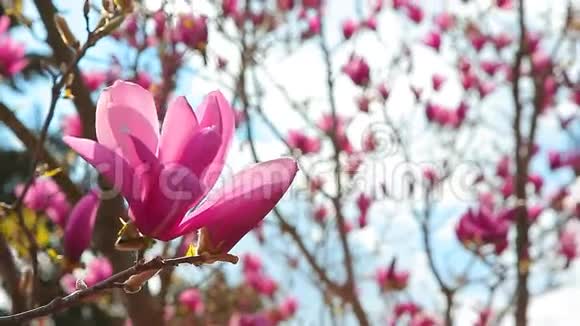 粉红玉兰树花公园高清镜头没人视频的预览图
