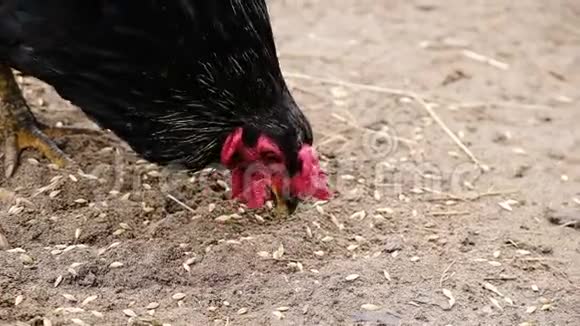 带红色扇贝啄麦粒的公鸡视频的预览图