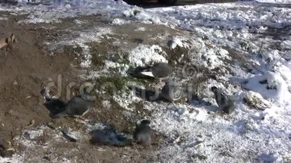 冬天的鸽子视频的预览图