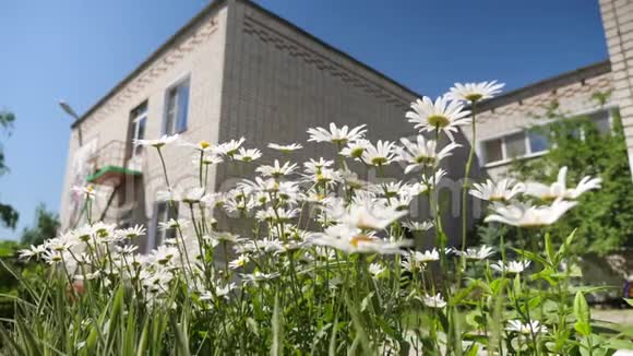 白色的花朵迎风蓝天摇动庭院里美丽的雏菊花视频的预览图