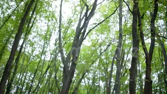 森林中小树枝的全景视频的预览图