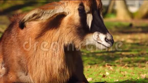 一只长耳朵的悲伤的小羚羊的肖像视频的预览图